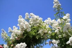 Miniklimroos (Rosa 'Guirlande D'Amour') 15 Miniklimroos (Rosa 'Guirlande D'Amour') -Klim Rose Winkel rosa guirlande d amour 2 2 1