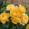 Trosroos (Rosa 'Indiane') -Klim Rose Winkel rosa indiane 1 1