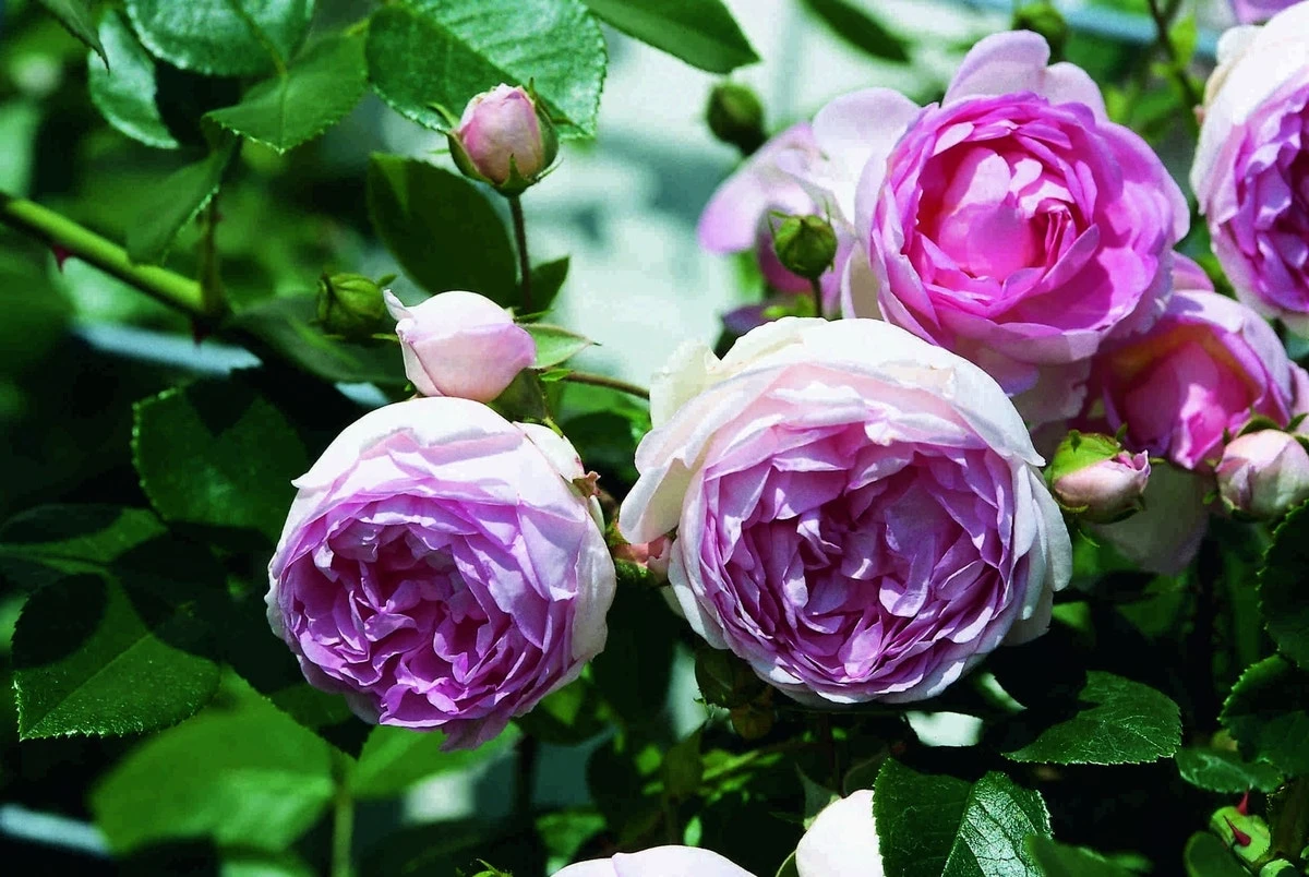 Klimroos (Rosa 'Jasmina') 4 Klimroos (Rosa 'Jasmina') - Afbeelding 2