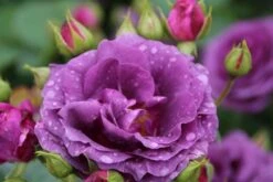 Trosroos (Rosa 'Minerva') -Klim Rose Winkel rosa minerva 2