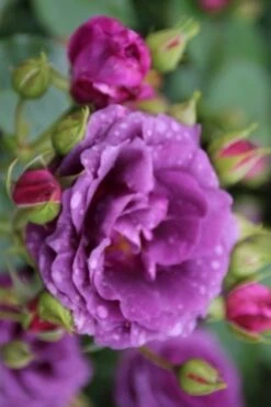 Trosroos (Rosa 'Minerva') -Klim Rose Winkel rosa minerva 1