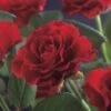 Klimroos (Rosa 'Paul's Scarlet Climber') -Klim Rose Winkel rosa paul s scarlet climber 2