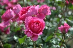 Klimroos (Rosa 'Pink Cloud') -Klim Rose Winkel rosa pink cloud
