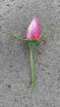 Klimroos (Rosa 'Pink Cloud') -Klim Rose Winkel rosa pink cloud 2