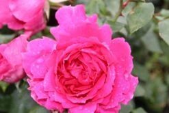 Klimroos (Rosa 'Pink Cloud') -Klim Rose Winkel rosa pink cloud 2 1
