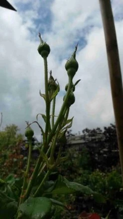 Klim Rose Winkel -Klim Rose Winkel rosa pink cloud 3