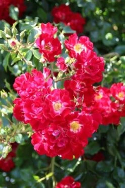 Miniklimroos (Rosa 'Rambling Rosie') 11 Miniklimroos (Rosa 'Rambling Rosie') -Klim Rose Winkel rosa rambling rosie 1