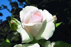 Klim Rose Winkel -Klim Rose Winkel rosa schneewalzer