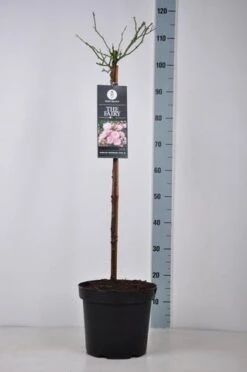 Stamroos (Rosa 'The Fairy') -Klim Rose Winkel rosa thefairy stam70 kaal