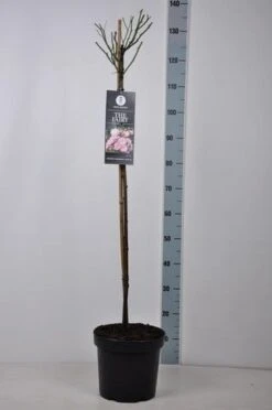 Stamroos (Rosa 'The Fairy') -Klim Rose Winkel rosa thefairy stam90 kaal