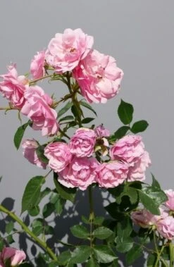 Trosroos (Rosa 'Bonica 82') 14 Trosroos (Rosa 'Bonica 82') -Klim Rose Winkel rosabonica01