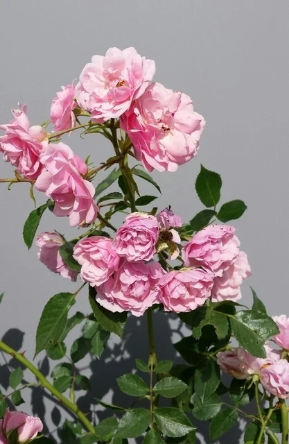 Trosroos (Rosa 'Bonica 82') 8 Trosroos (Rosa 'Bonica 82') - Afbeelding 6