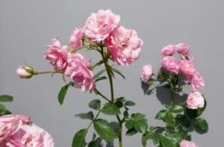Trosroos (Rosa 'Bonica 82') 15 Trosroos (Rosa 'Bonica 82') -Klim Rose Winkel rosabonica02