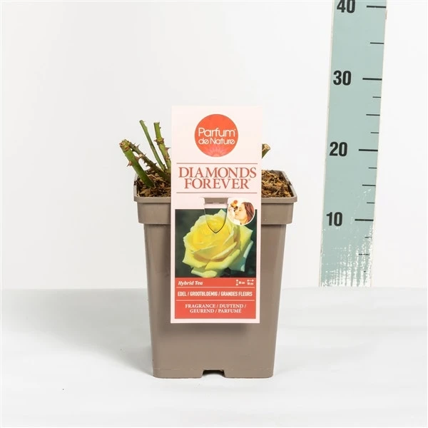 Grootbloemige Roos (Rosa 'Diamonds Forever') 5 Grootbloemige Roos (Rosa 'Diamonds Forever') - Afbeelding 3