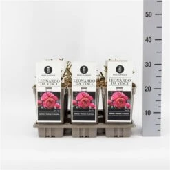 Trosroos (Rosa 'Leonardo Da Vinci') -Klim Rose Winkel rosaleonardodavinci03