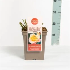 Roos (Rosa 'Scented Memory') -Klim Rose Winkel rosascentedmemory03