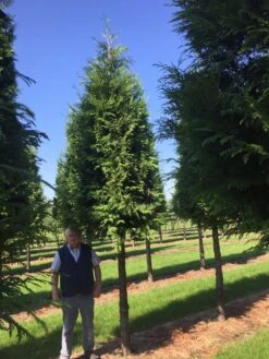 Haagconifeer Op Stam (Thuja Plicata 'Excelsa') -Klim Rose Winkel thuja 3540