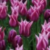 Tulp (Tulipa 'Ballade') 2 Tulp (Tulipa 'Ballade') -Klim Rose Winkel tulipa ballade met purpleflag 1 1
