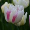 Tulp (Tulipa 'Double Shake') -Klim Rose Winkel tulipa double shake 4