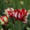 Tulp (Tulipa 'Estella Rijnveld, Parkiet') -Klim Rose Winkel tulipa estellarijnveld 2 1