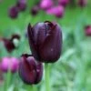 Tulp (Tulipa 'Queen Of Night, Enkel Laat') -Klim Rose Winkel tulipa queenofnight25