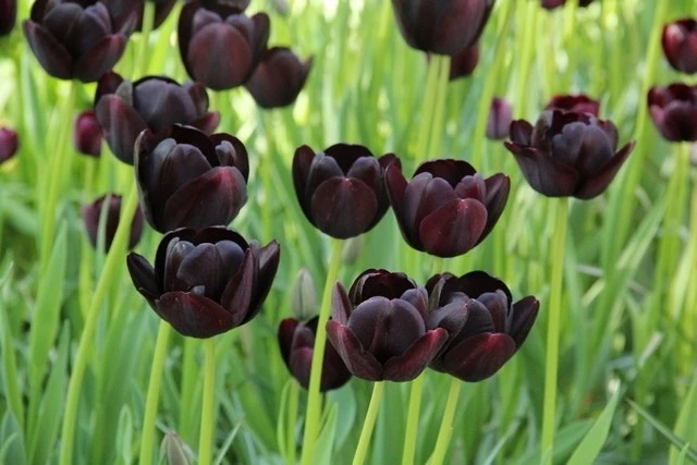 Tulp (Tulipa 'Queen Of Night, Enkel Laat') 4 Tulp (Tulipa 'Queen Of Night, Enkel Laat') - Afbeelding 2