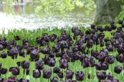 Tulp (Tulipa 'Queen Of Night, Enkel Laat') 7 Tulp (Tulipa 'Queen Of Night, Enkel Laat') -Klim Rose Winkel tulipa queenofnight 15