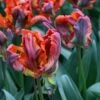 Tulp (Tulipa 'Rasta Parrot') -Klim Rose Winkel tulipa rasta parrot 7 1