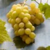Witte Druif (Vitis Vinifera 'Italia') -Klim Rose Winkel visi121502