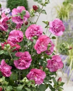 Altheastruik (Hibiscus Syriacus 'Magenta Chiffon') -Klim Rose Winkel visi166899