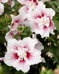 Altheastruik (Hibiscus Syriacus 'Starburst Chiffon') -Klim Rose Winkel visi167006