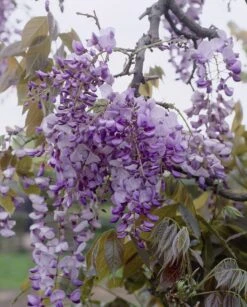 Japanse Blauwe Regen (Wisteria Floribunda 'Macrobotrys') -Klim Rose Winkel visi27503