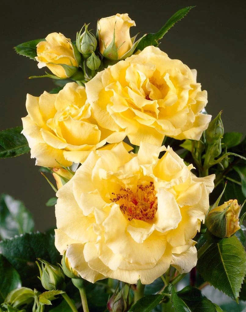 Heesterroos (Rosa 'Lichtkönigin Lucia' ®) 3 Heesterroos (Rosa 'Lichtkönigin Lucia' ®)