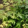Japanse Esdoorn (Acer Palmatum 'Bi Hoo') -Klim Rose Winkel visi69011