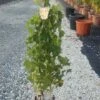 Witte Druif (Vitis Vinifera 'Suzi') -Klim Rose Winkel vitis