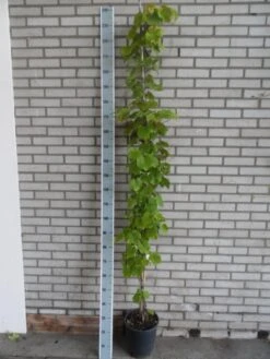 Sierdruif (Vitis Coignetiae) 8 Sierdruif (Vitis Coignetiae) -Klim Rose Winkel vitis coignetiae 175 200 c10