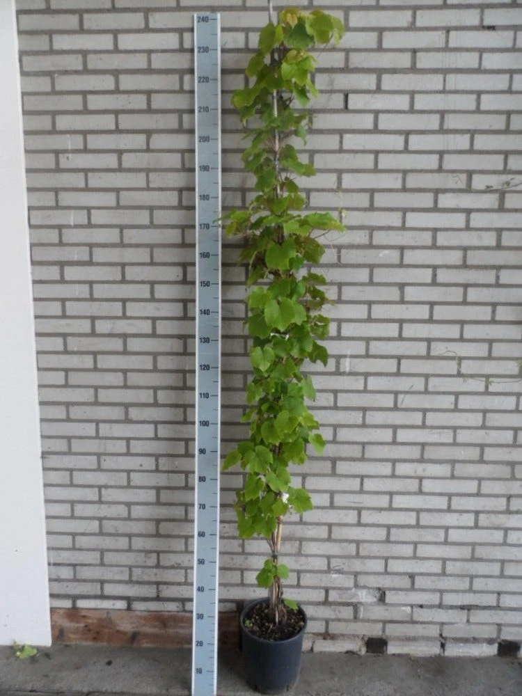 Sierdruif (Vitis Coignetiae) 5 Sierdruif (Vitis Coignetiae) - Afbeelding 3