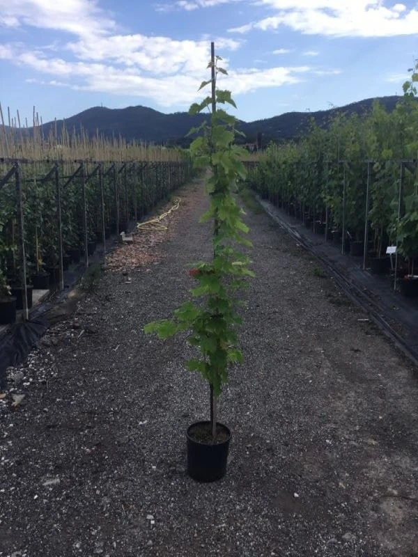 Witte Druif (Vitis Vinifera) 3 Witte Druif (Vitis Vinifera)