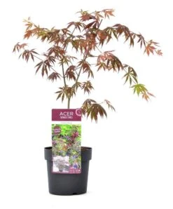 Japanse Esdoorn (Acer Palmatum 'Trompenburg') -Klim Rose Winkel wep 2333trompenburg