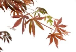 Japanse Esdoorn (Acer Palmatum 'Trompenburg') -Klim Rose Winkel wep 2336trompenburg