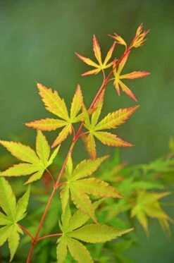 Japanse Esdoorn (Acer Palmatum 'Sangokaku') -Klim Rose Winkel wep 5072 sangokaku