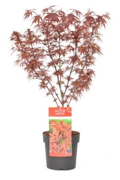Japanse Esdoorn (Acer Palmatum 'Shaina') -Klim Rose Winkel wep 8772