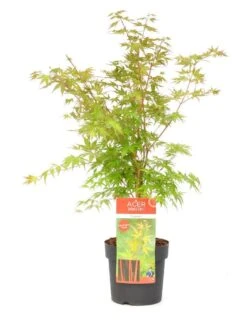 Japanse Esdoorn (Acer Palmatum 'Sangokaku') -Klim Rose Winkel wep 8839sangokaku