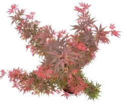 Japanse Esdoorn (Acer Palmatum 'Shaina') -Klim Rose Winkel wep 9888