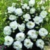 Klimroos (Rosa 'White New Dawn') -Klim Rose Winkel white new dawn