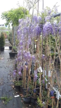 Blauwe Regen (Wisteria Sinensis 'Prolific') -Klim Rose Winkel wisteria 1