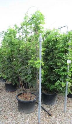 Blauwe Regen Als Leivorm (Wisteria Brachybotrys 'Yokohama Fuji') -Klim Rose Winkel wisteria 110x180 leivorm