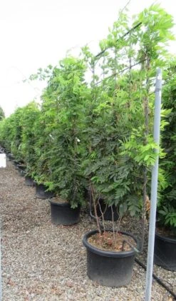 Blauwe Regen Als Leivorm (Wisteria Brachybotrys 'Yokohama Fuji') -Klim Rose Winkel wisteria 110x180 leivorm 2