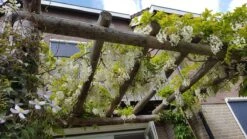 Japanse Blauwe Regen, Wit (Wisteria Floribunda 'Alba') -Klim Rose Winkel wisteria f. alba