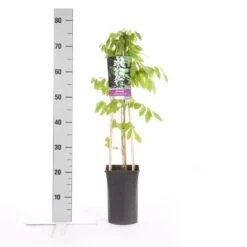 Japanse Blauwe Regen, Wit (Wisteria Floribunda 'Alba') -Klim Rose Winkel wisteria floribunda alba